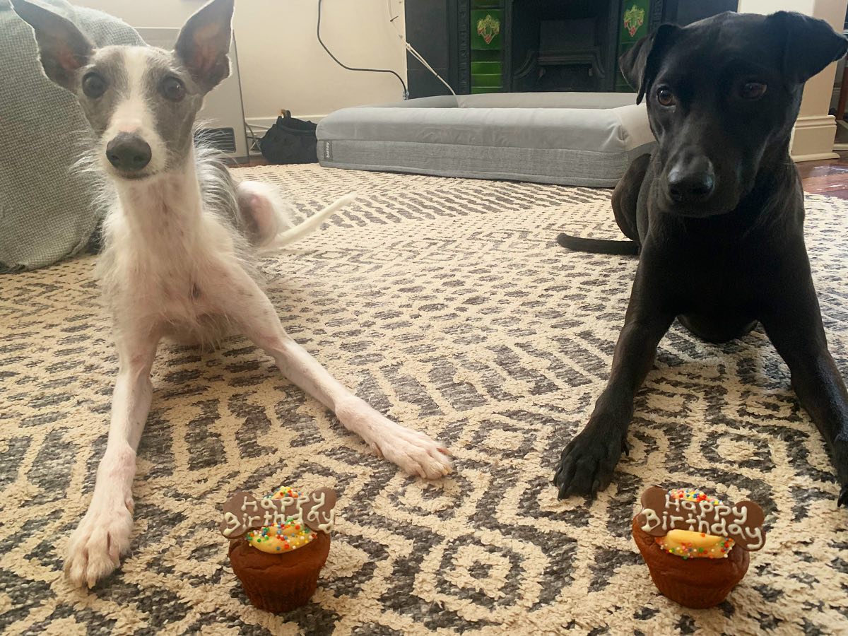 Image description: one black dog and one white dog in front of 2 "Happy Birthday" cupcakes